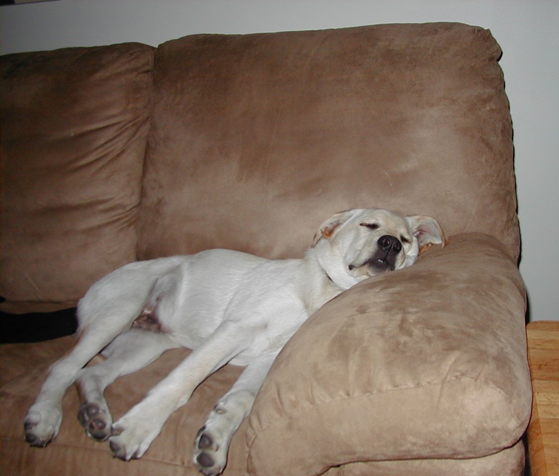 Puppy Couch